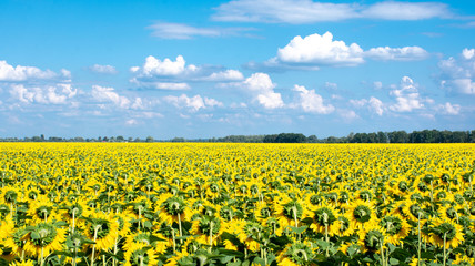 Fototapeta premium sunflowers blooming at field under blue cloudy sky