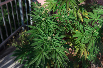Marijuana potted on the balcony of the house