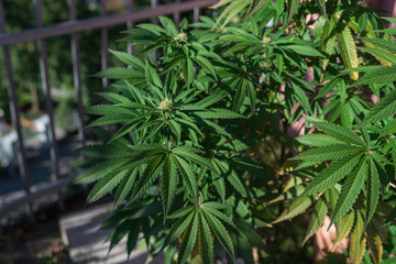 Marijuana potted on the balcony of the house