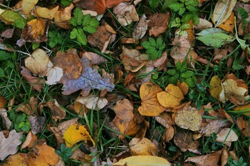 autumn leaves on green grass