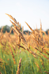 wheat growing in bright sunlight, close up shot