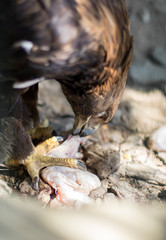 wild eagle is eating meat on the stones