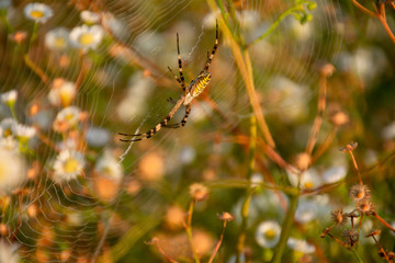 spider on web in evening sunlight, close up shot
