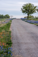 Fototapeta na wymiar Wildflowers blooming in Texas spring