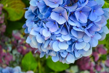 Blue hortensia ( hydrangea ) flower close up. Natural background.