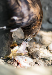 wild eagle is eating meat on the stones