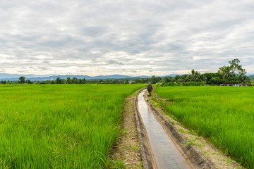 Fototapeta na wymiar Farmer walking in green rice terrace and Irrigation canal