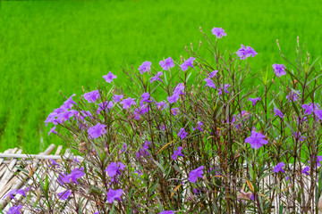 Beautiful purple Mexican petunia with green background