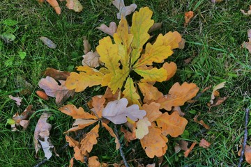 autumn leaves on green grass