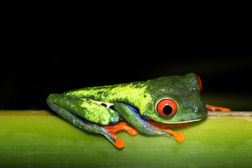 Night photography of a Red-eyed leaf frog or tree frog, or Gaudy Leaf Frog (Agalychnis callidryas). Frogs of Costa Rica. Puerto Viejo de Sarapiqui.