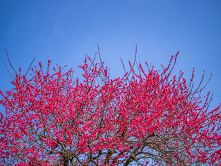 Beautiful vivid pink cherry blossom with blue sky background.