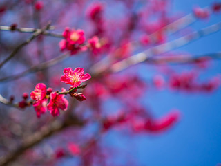 Closeup of vivid pink cherry blossom with blurry background.