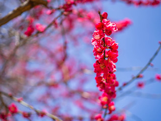 Closeup of vivid pink cherry blossom with blurry background.