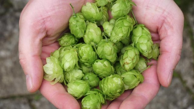 A farmer's hands full of newly harvested hops
