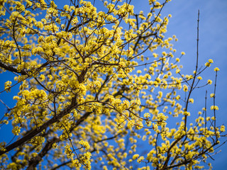 Beautiful small yellow cornelian cherry flowers bloom with vibrant blue sky.