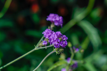 Fototapeta premium Purple wildflowers, morning light, bright colors, close-up