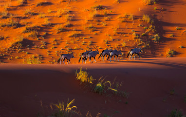 Gemsbok or gemsbuck (Oryx gazella), Namib Desert, Namibia, Africa