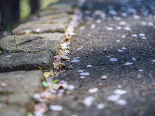 Abstract light pink Sakura petals on concrete or cement street texture.