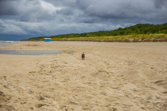 Piesek pinczer miniaturowy ratlerek bawi się na plaży nad morzem