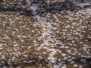 Abstract light pink Sakura petals on brown gravel concrete or cement floor.