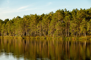 View to the coastline of lake Purezers with pine trees and reflections in water in Latvia, nature trail around the lake in Puikule