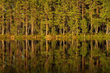 Abstract view to the coastline of lake Purezers with pine trees and reflections in water in Latvia, nature trail around the lake in Puikule