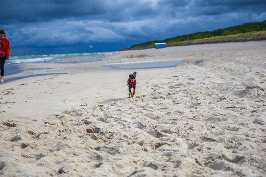 Piesek pinczer miniaturowy ratlerek bawi się na plaży nad morzem