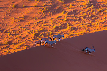 Gemsbok or gemsbuck (Oryx gazella), Namib Desert, Namibia, Africa