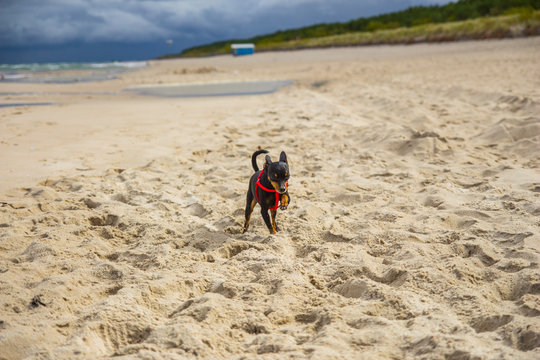 Piesek pinczer miniaturowy ratlerek bawi się  na plaży nad morzem