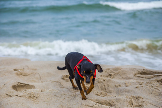 Piesek pinczer miniaturowy ratlerek bawi się na plaży nad morzem