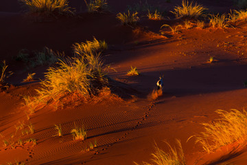 Gemsbok or gemsbuck (Oryx gazella), Namib Desert, Namibia, Africa