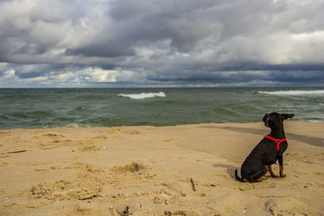 Piesek pinczer miniaturowy ratlerek na plaży nad morzem © Tymoteusz