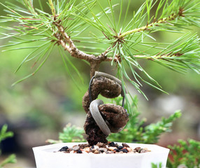 The shape of a bonsai after bending with a wire for too long, Wiring the bonsai tree to bend, Some bonsai trees have extreme twists and bends.