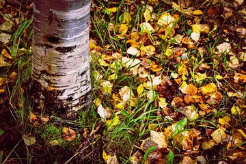 autumn leaves in the park