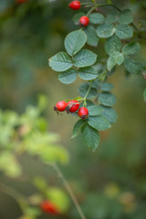 Beautiful branch of aromatic wild briar plant with bright red ripe berry. herbal tree outdoor on blur green background closeup