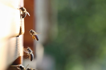 Close-up of honey bees carrying pollen into the beehive