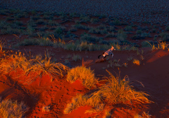 Gemsbok or gemsbuck (Oryx gazella), Namib Desert, Namibia, Africa