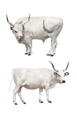 Hungarian gray cow and bull on a white background