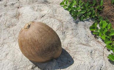 ripe coconut fruit lies on white sand near the sea on a sunny day