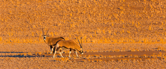 Gemsbok or gemsbuck (Oryx gazella), Namib Desert, Namibia, Africa