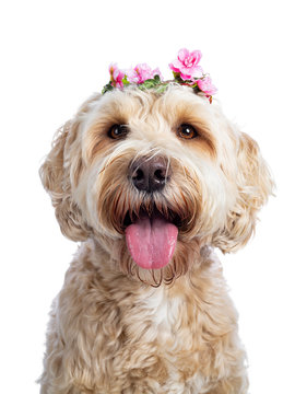 Head shot of sweet young adult female silky Labradoodle wearing string of pink flowers on head, looking straight to camera with brown eyes. Isolated on white background. Mouth open and tongue out.