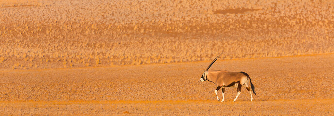 Gemsbok or gemsbuck (Oryx gazella), Namib Desert, Namibia, Africa