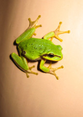 green marsh frog with spread legs