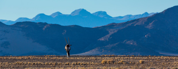 Gemsbok or gemsbuck (Oryx gazella), Namib Desert, Namibia, Africa