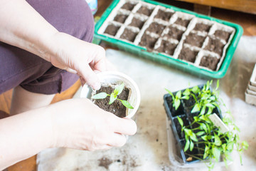 seedlings in peat pots.Baby plants seeding, black hole trays for agricultural seedlings.The spring planting. Early seedling , grown from seeds in boxes at home on the windowsill. Gardening concept