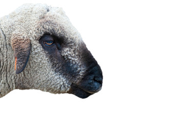 Black and white sheep face only, side view, looking at camera, isolated, white background, isolated