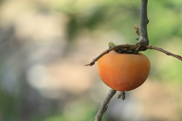 美味しそうに熟した柿の実