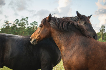 Two lovely horses standing close to each other, calm and cute