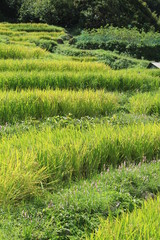 伊豆松崎町 稲刈り前の石部の棚田の風景