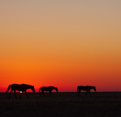 Naklejka na ściany i meble Namib wild horses, feral horses in a desert, walking into the sun